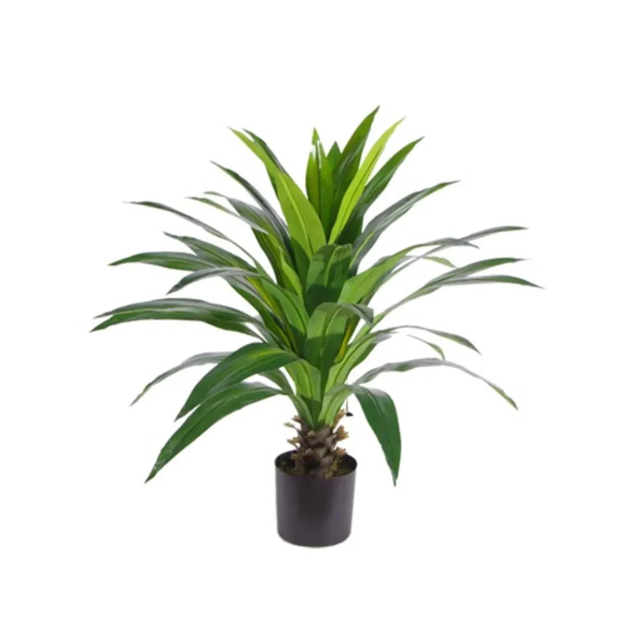 Planten
