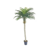 Plant Areca Palm 180 CM