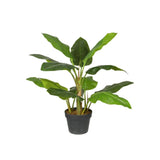 Plant Strelitzia Tree 70 CM