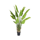 Plant Strelitzia Tree 150 CM