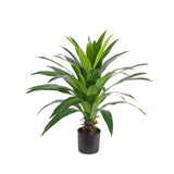 Plant Dracaena Large 110 CM