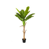 Plant Banana Tree 150 CM