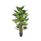 Plant Fan Palm 160 CM