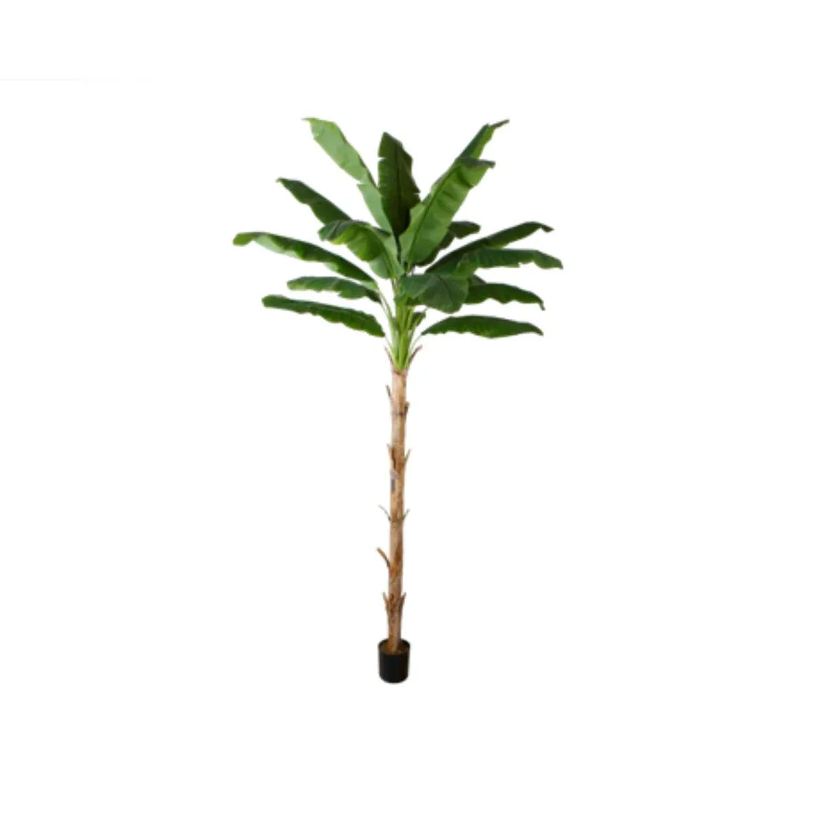 Plant Banana Tree 300 CM