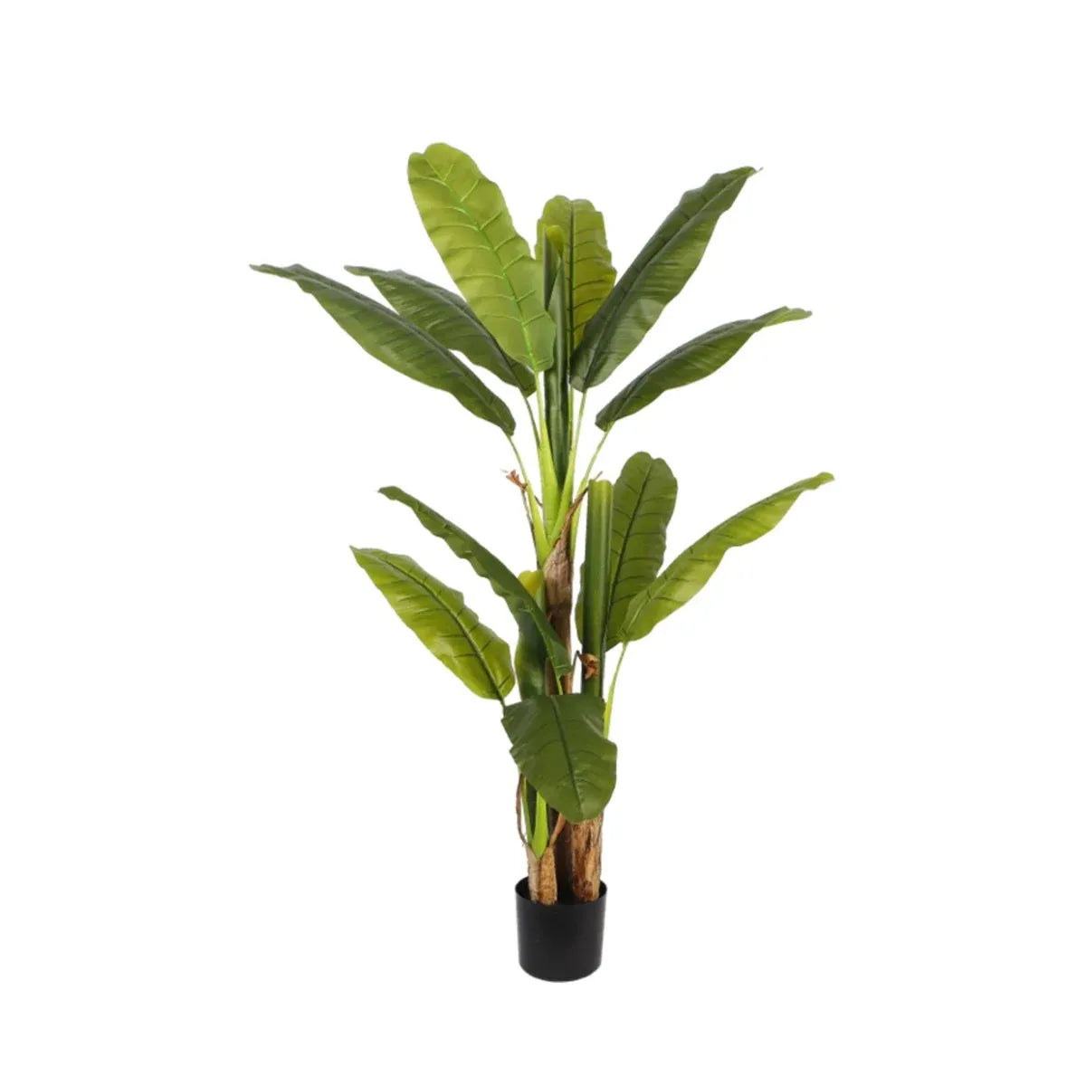 Plant Banana Tree 150 CM