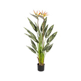 Plant Alpinia Zerumbet 120 CM