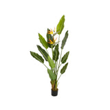 Plant Strelitzia Tree 170 CM
