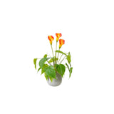 Plant Small 47 CM