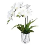 Plant Orchid 50 CM