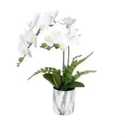 Plant Orchid 50 CM