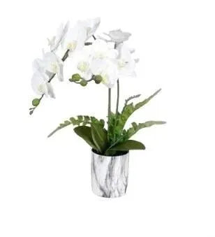 Plant Orchid 50 CM